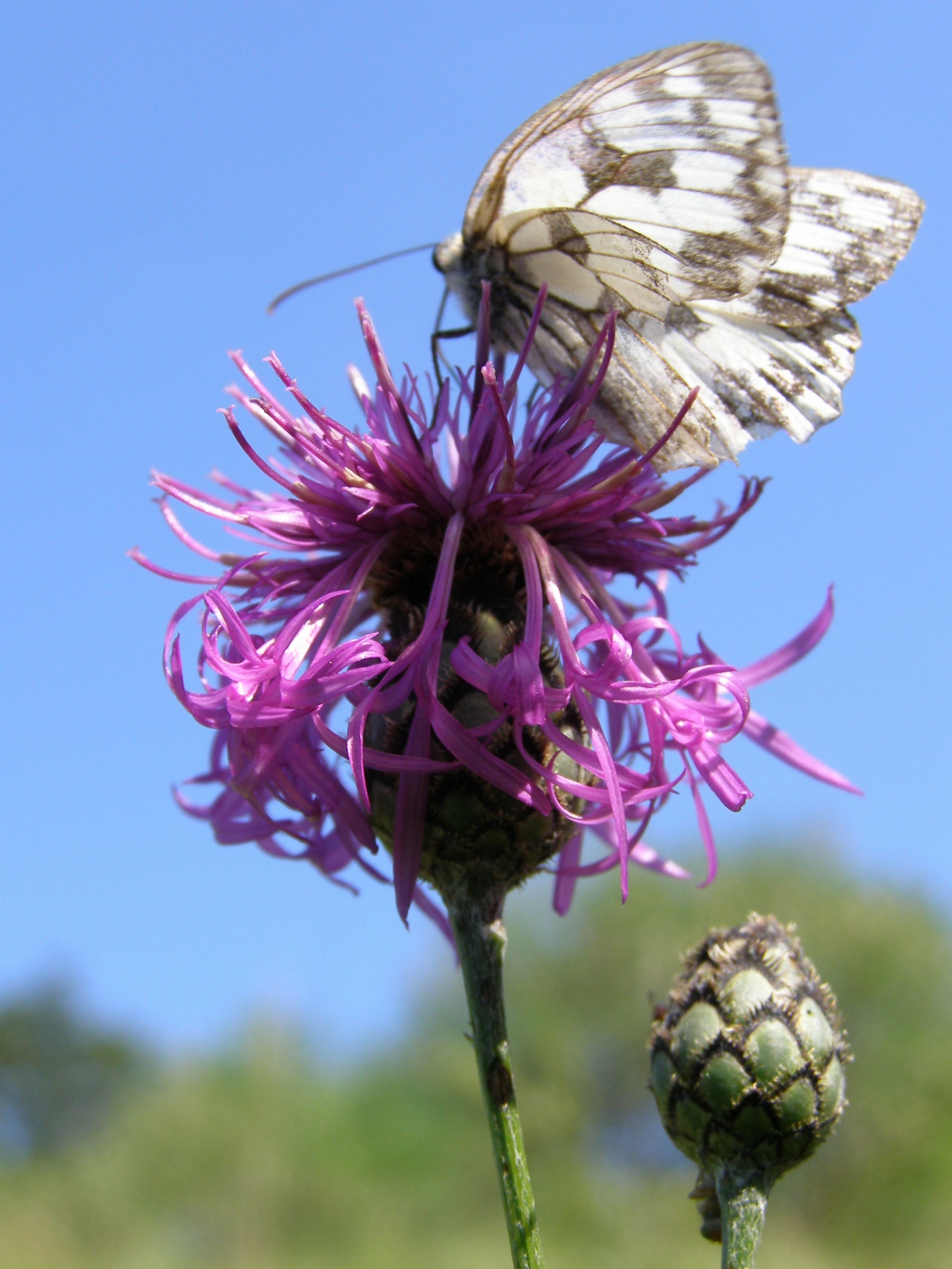 À la découverte des insectes pollinisateurs_Tupin-et-Semons