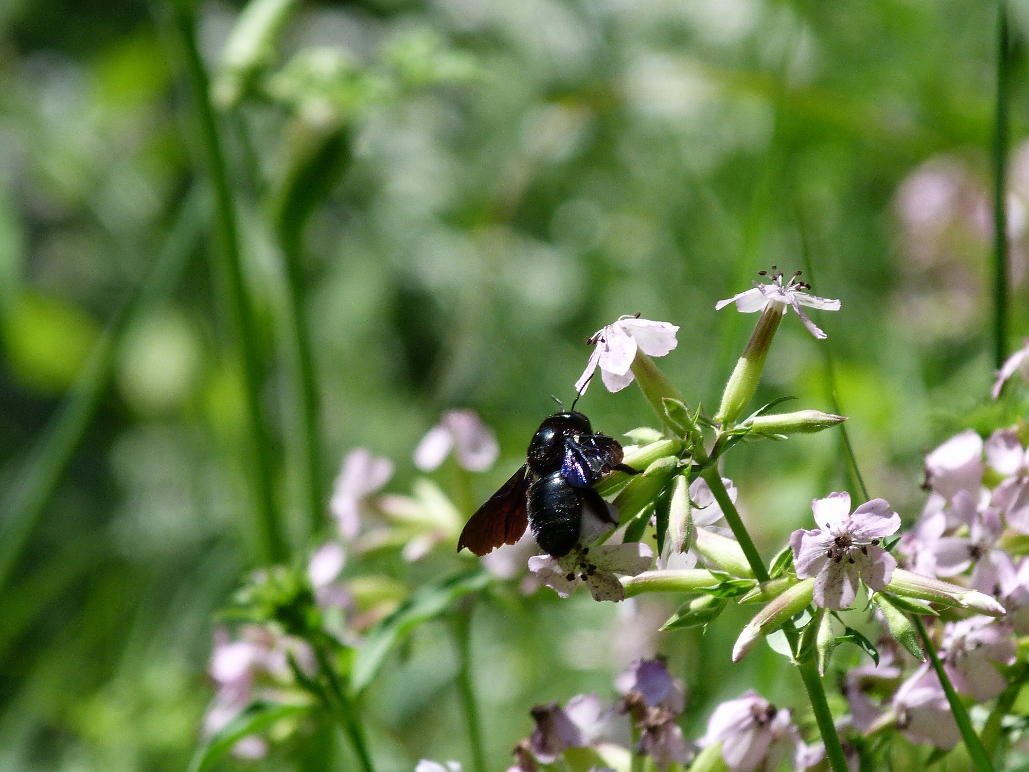 À la découverte des insectes pollinisateurs_Tupin-et-Semons
