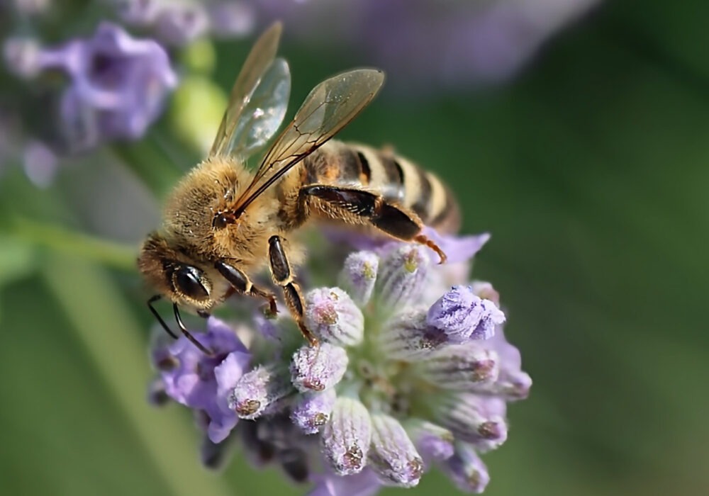Exposition photo : zoom sur la biodiversié_L'Arbresle
