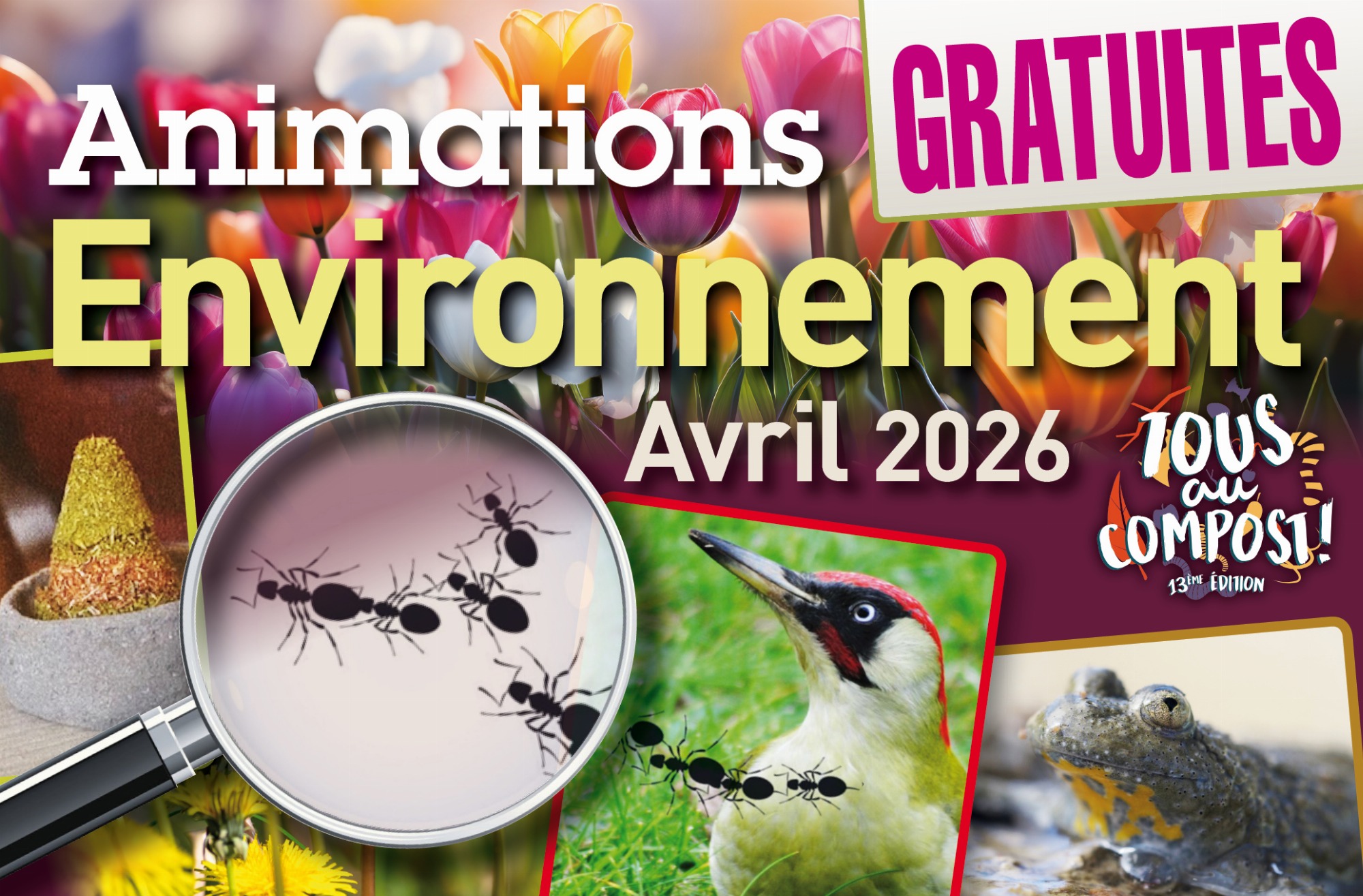 Les Pics : les virtuoses du tronc d’arbre !_Marchampt