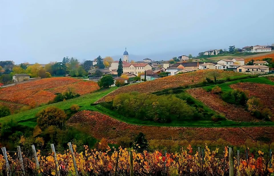 Randonnée guidée et commentée puis casse croûte Beaujolais_Chiroubles