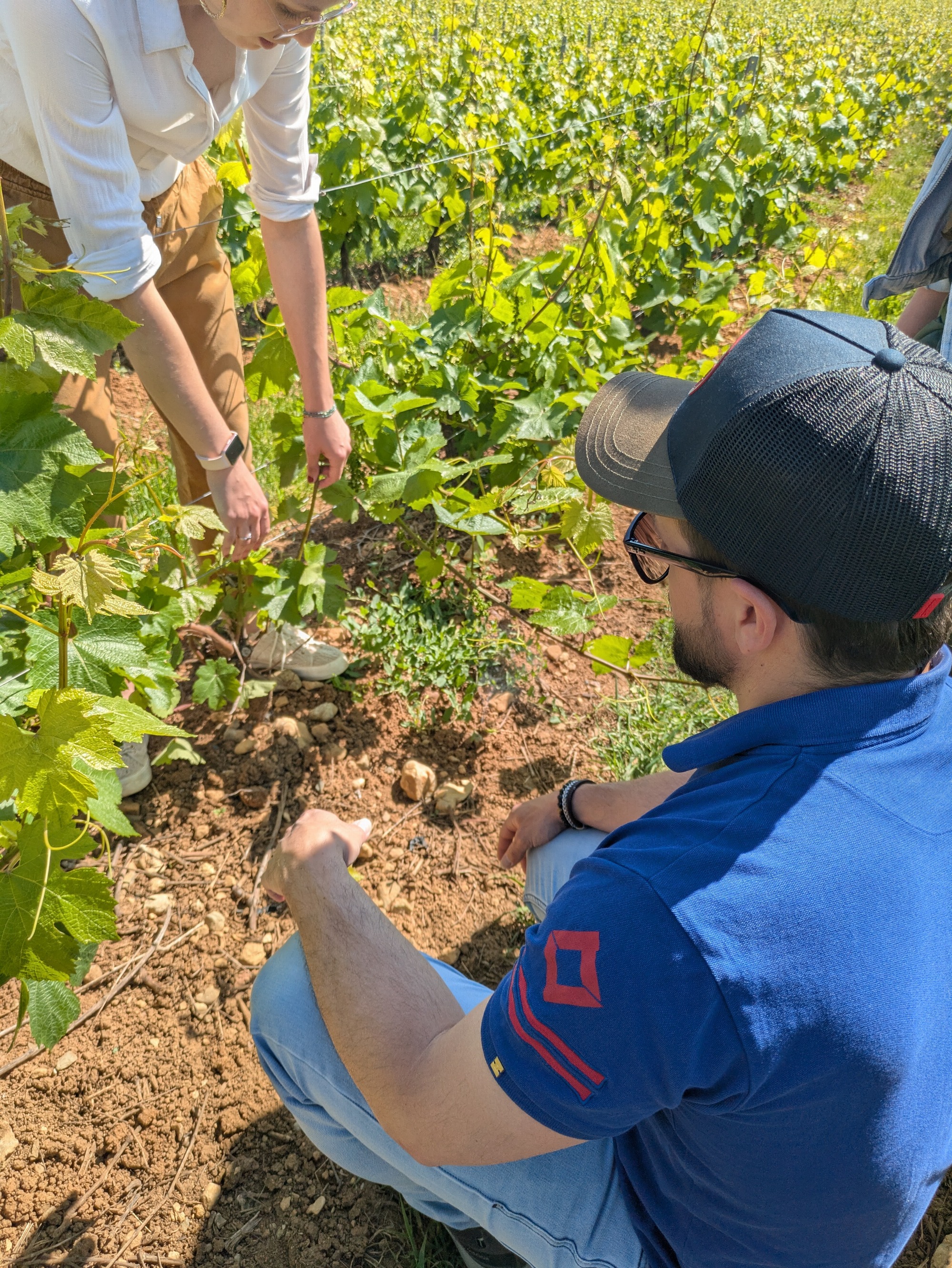 Visite immersive des vignes et du chai