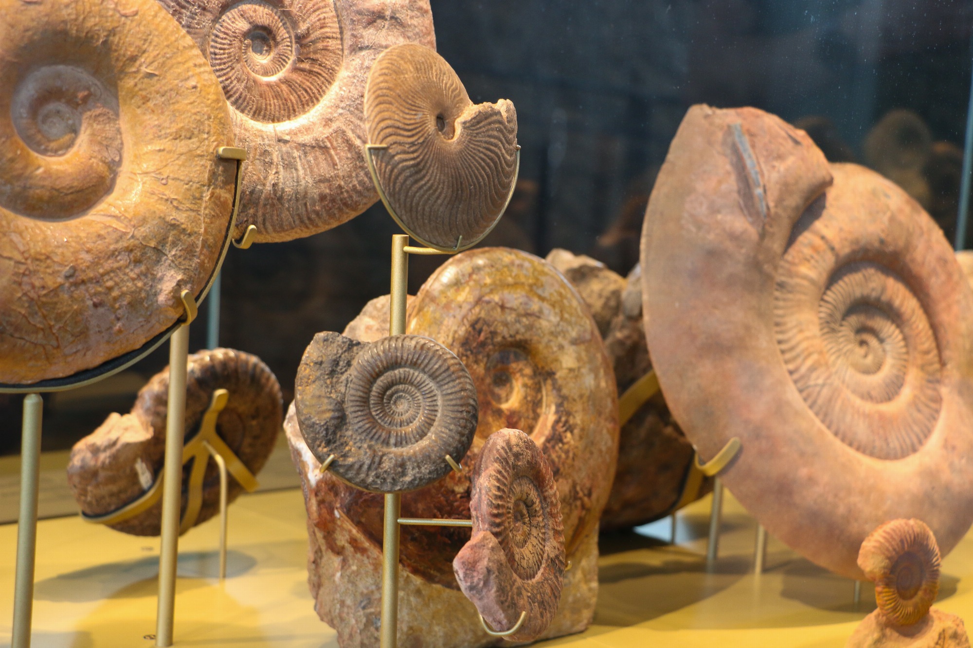 Fossilea - Apéritif Insolite_Saint-Jean-des-Vignes