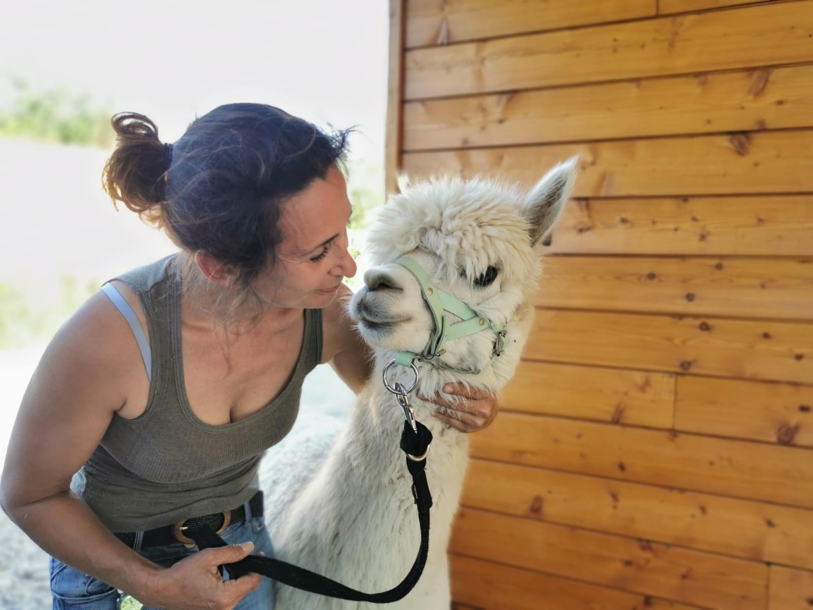 Découvrir les alpagas de la Combe au Lierre_Septème