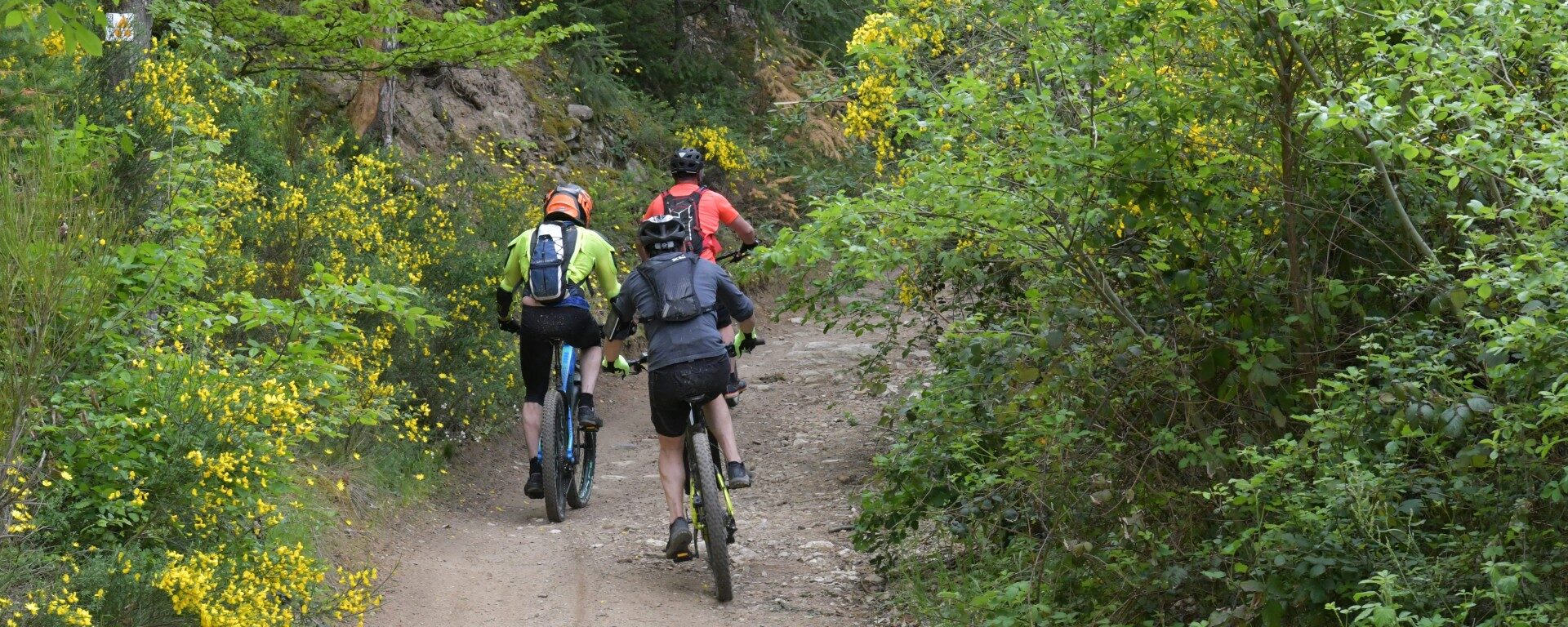 des vététistes dans le Rhône, chemin en plein forêt