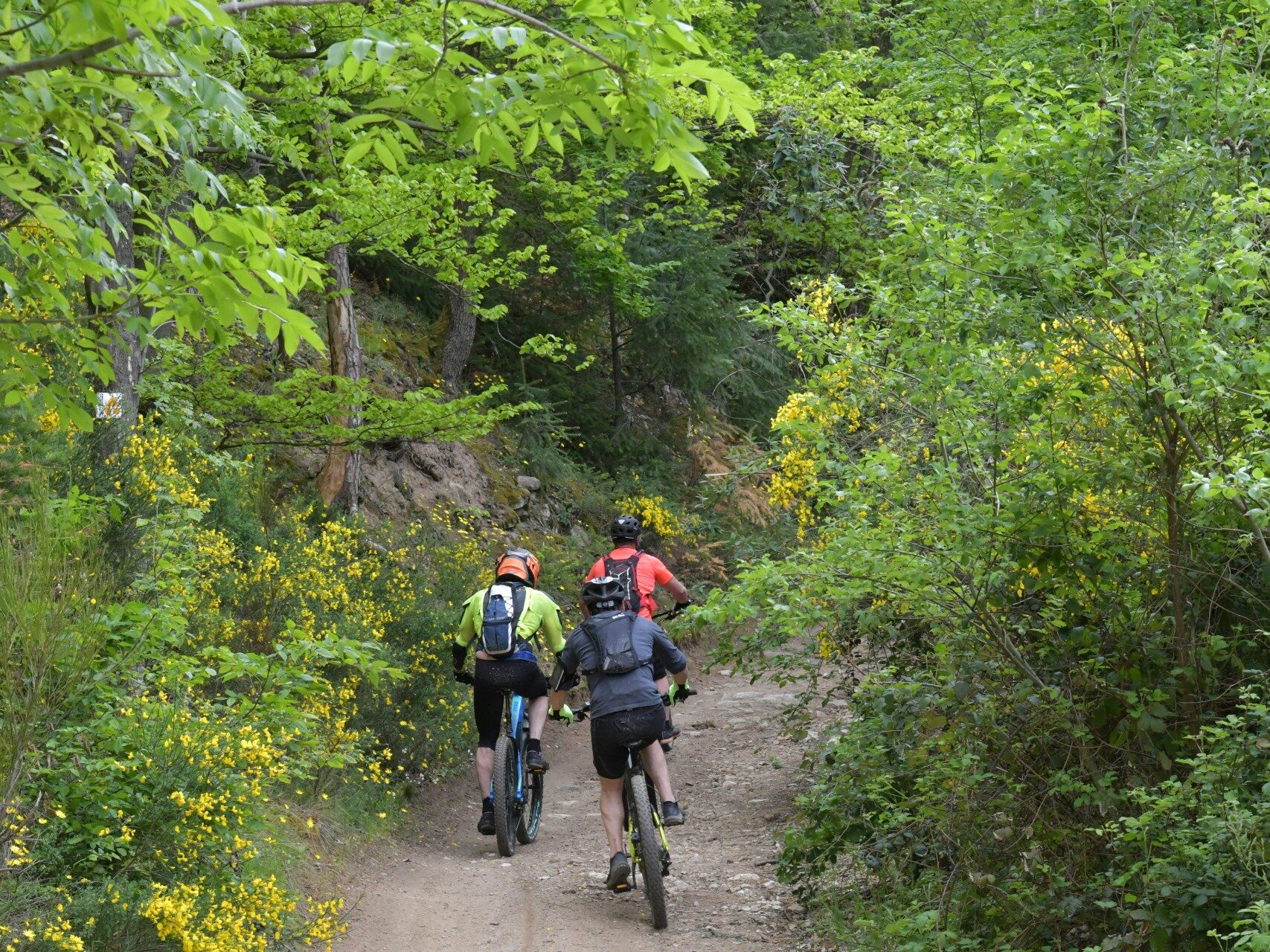 des vététistes dans le Rhône, chemin en plein forêt