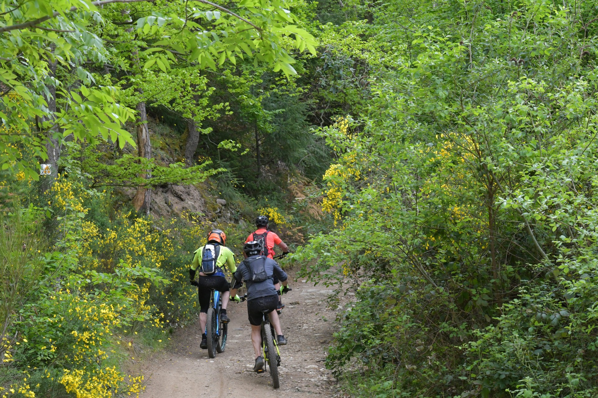 des vététistes dans le Rhône, chemin en plein forêt