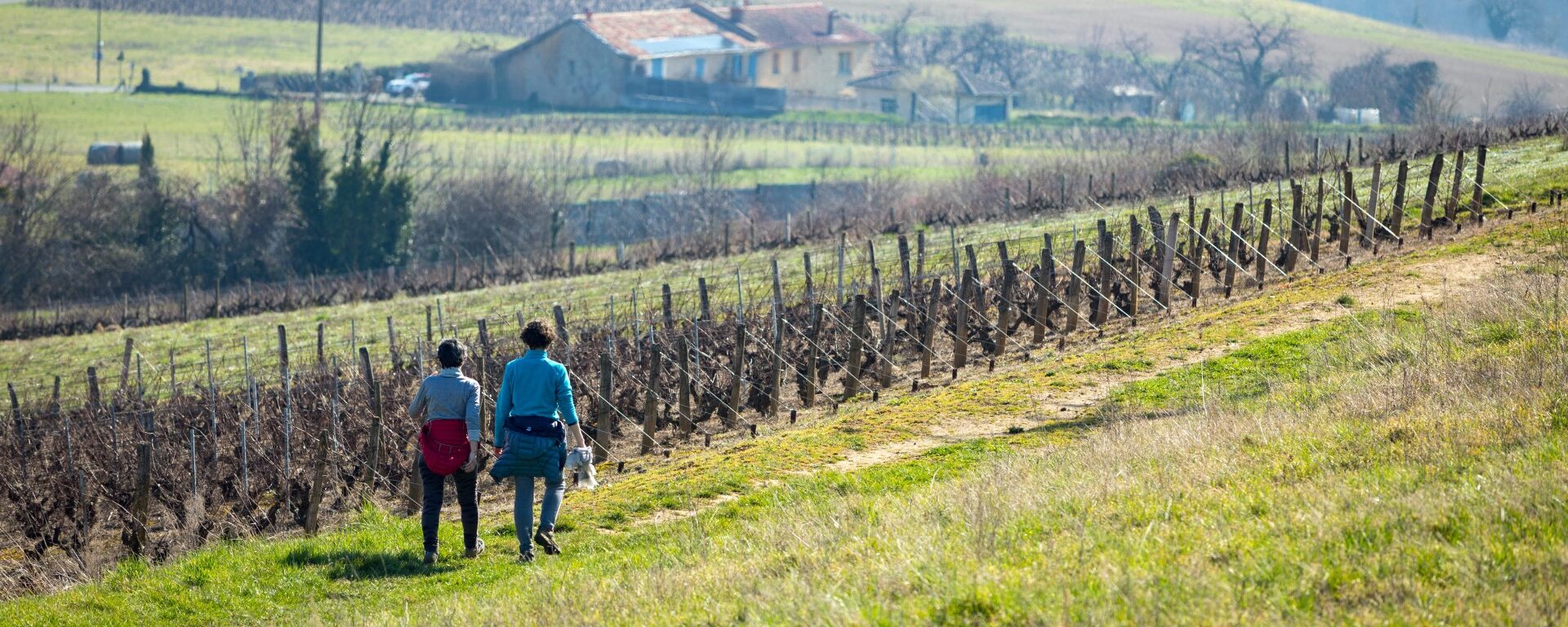 randonnée dans les vignes, beaujolais en hiver