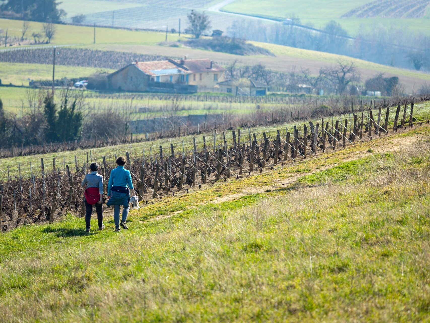 randonnée dans les vignes, beaujolais en hiver