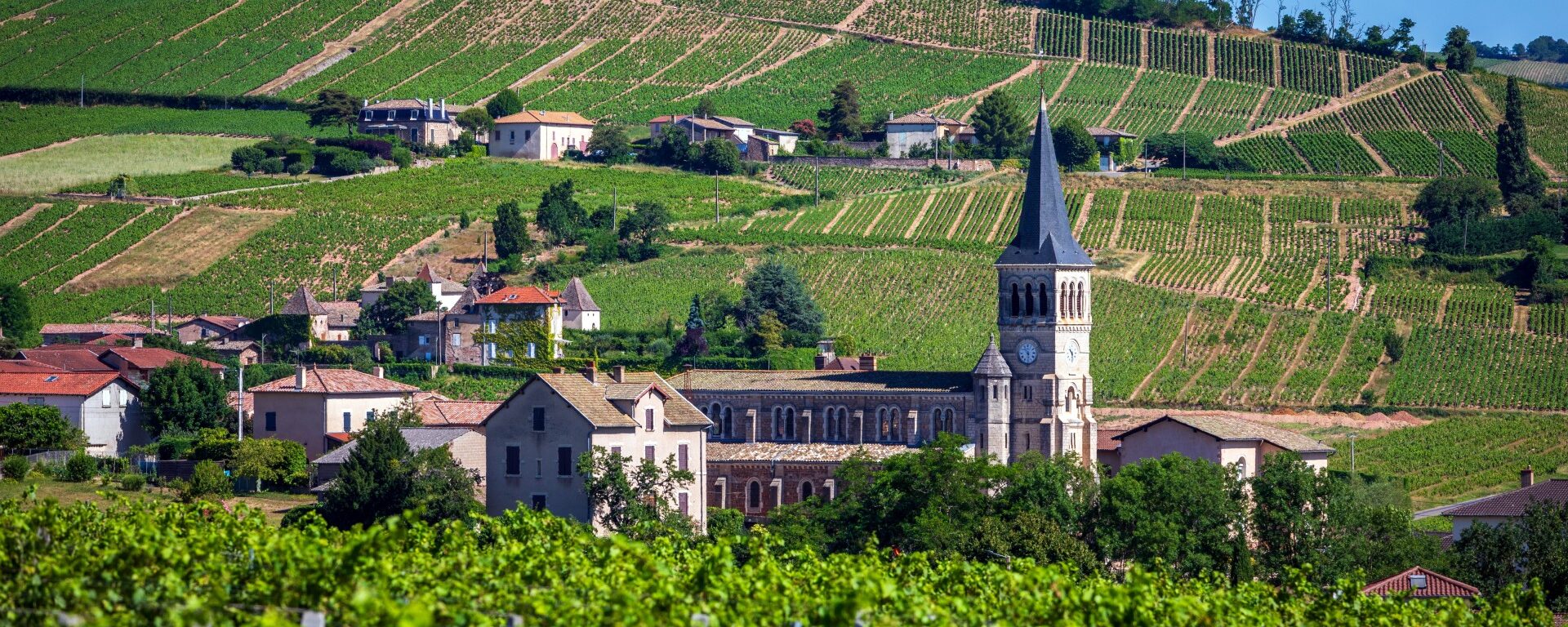 Les vignes à chenas dans le beaujolais