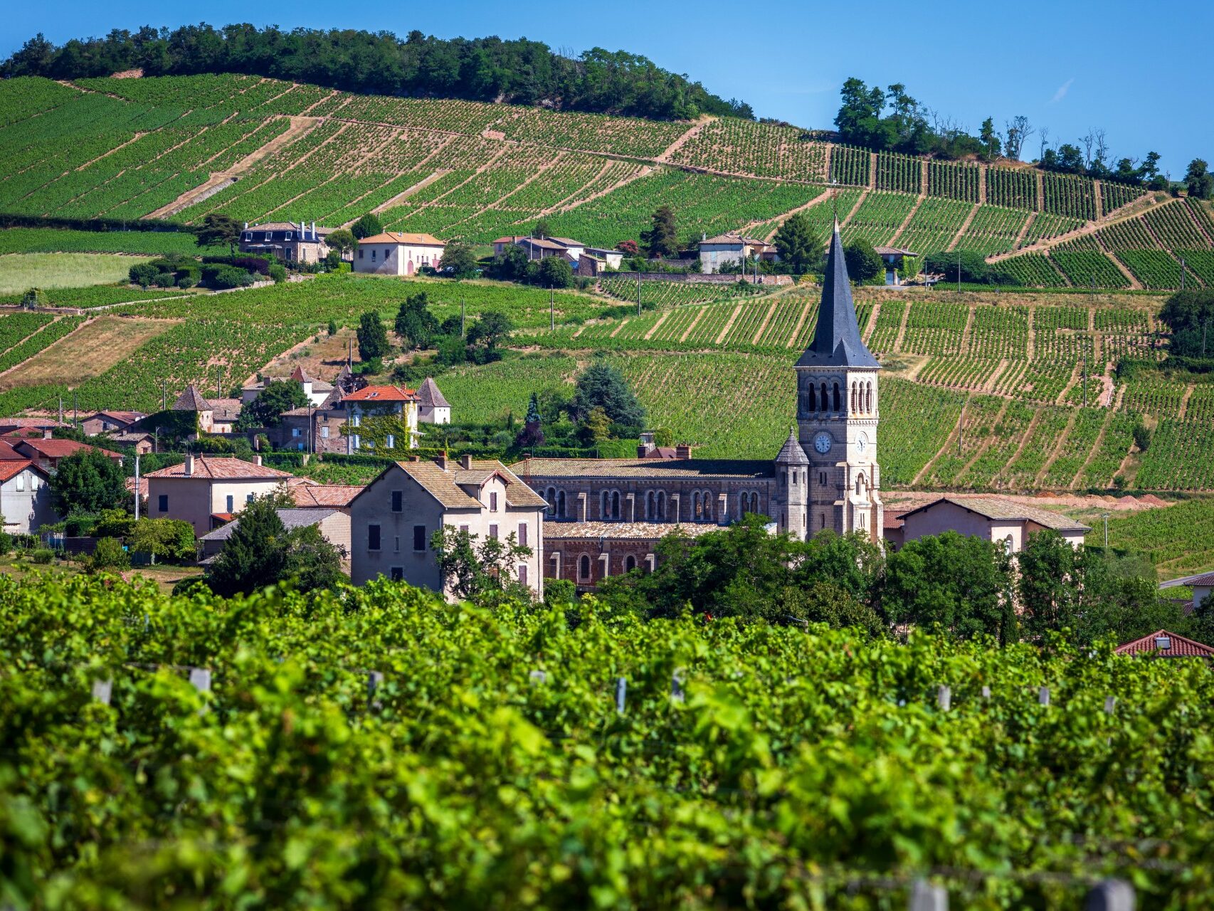 Les vignes à chenas dans le beaujolais
