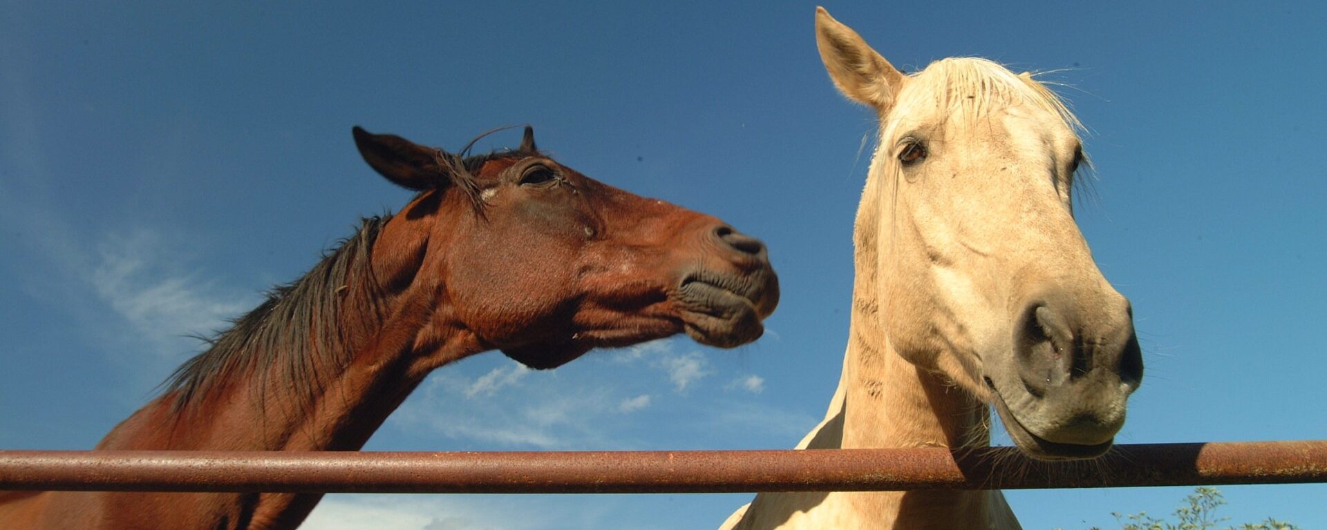 deux chevaux, un cheval marron à gauche et un cheval blanc à droite