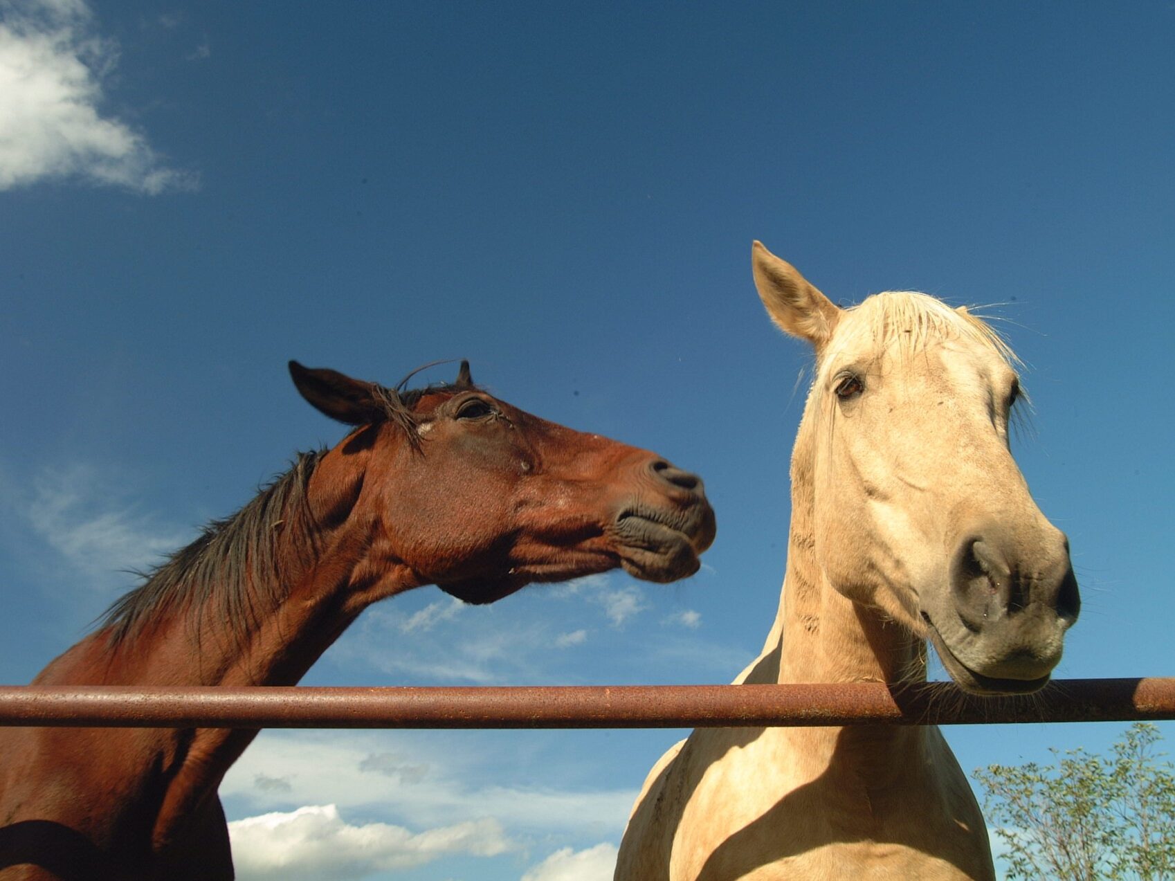 deux chevaux, un cheval marron à gauche et un cheval blanc à droite