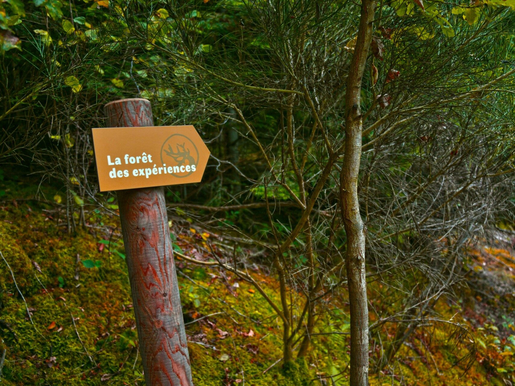 panneau où il est écrit forêt des expériences, localisé dans le beaujplais