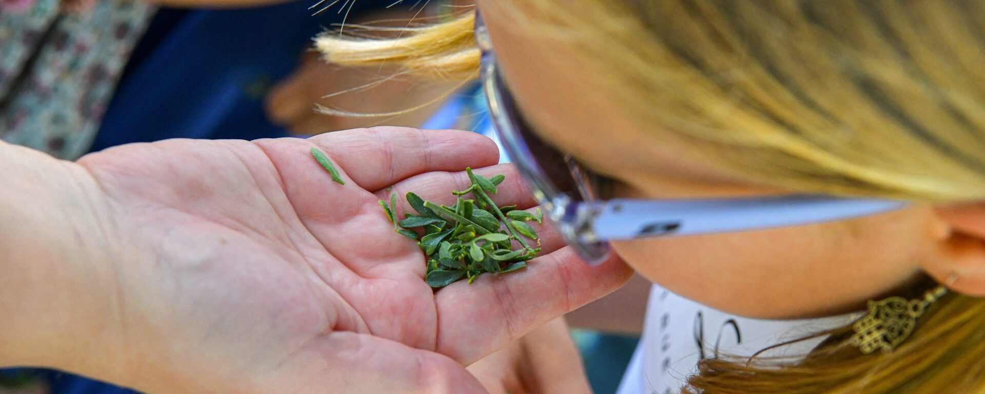 Enfant analysant une plante au musée et site de saint-romain-en-gal