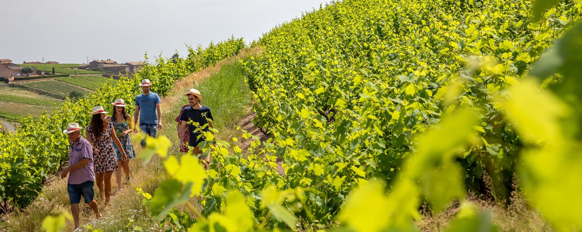 Groupe d'adultes accompagné d'un vigneron en été au cœur d'une vigne verdoyante