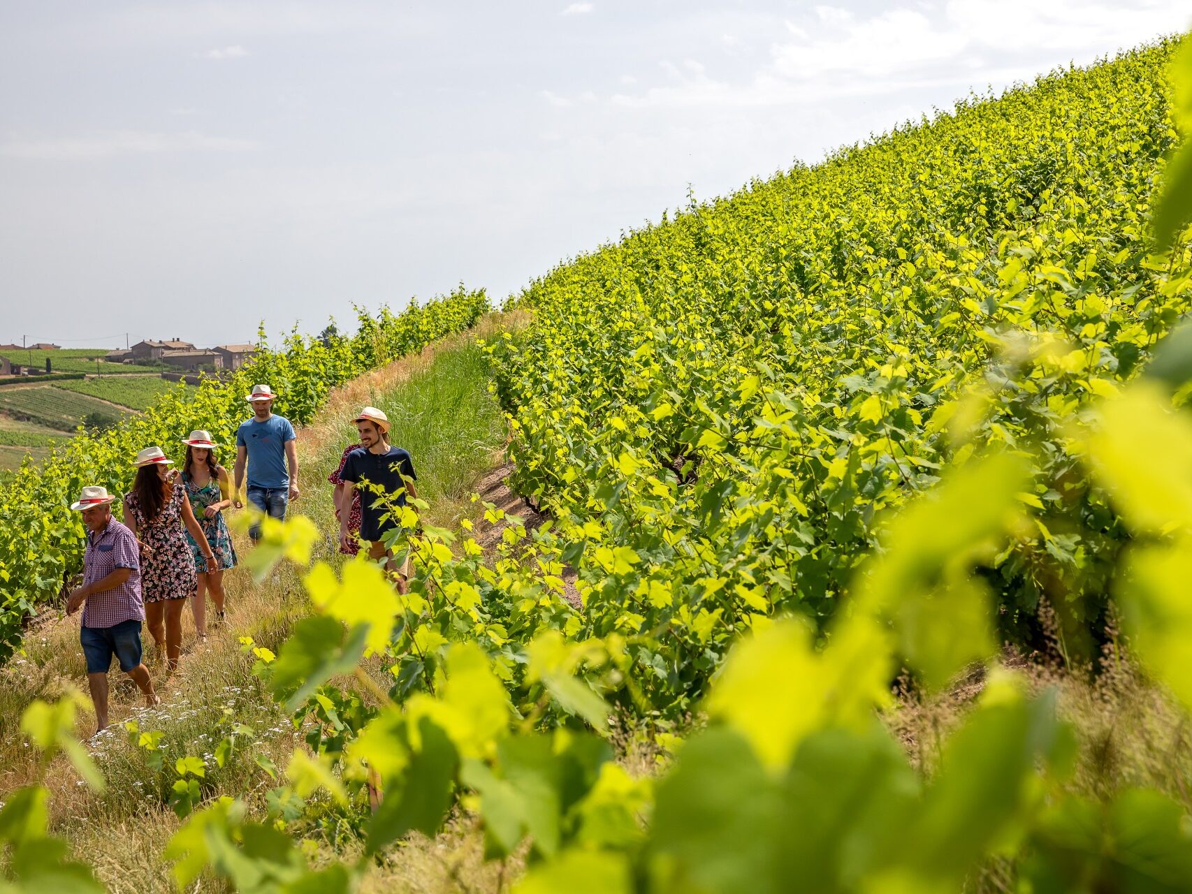 Groupe d'adultes accompagné d'un vigneron en été au cœur d'une vigne verdoyante