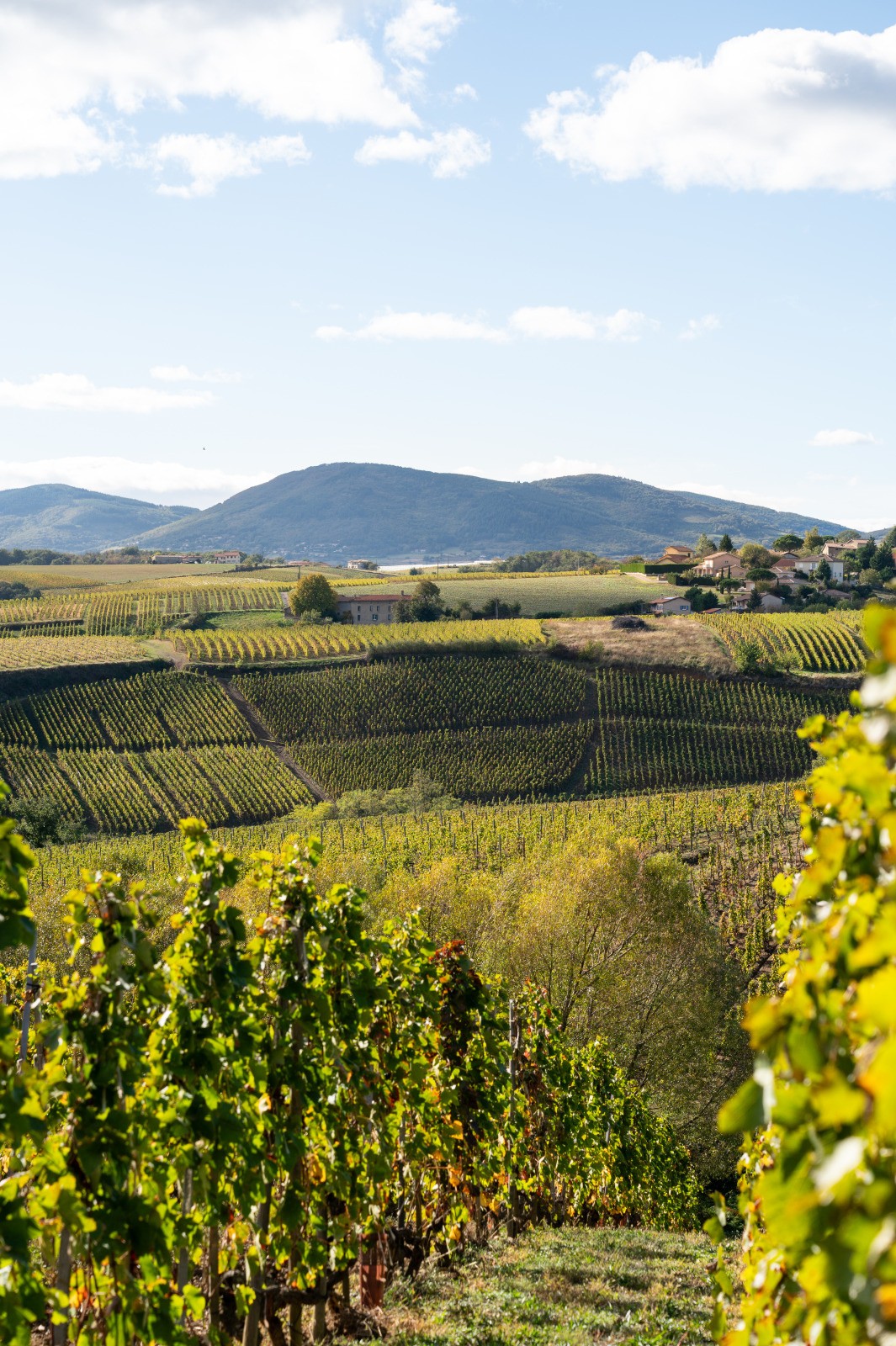 Vignoble d’Ampuis dans le Rhône